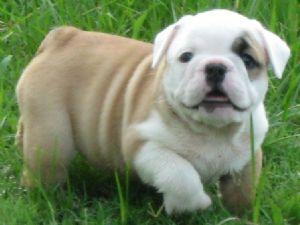 BeautifulAKCEnglishBulldogForSale